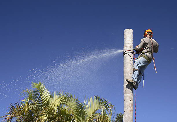 Best Landscape Design and Installation  in Bermuda Dunes, CA