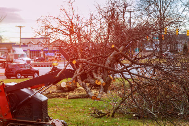 Best Tree and Shrub Care  in Bermuda Dunes, CA