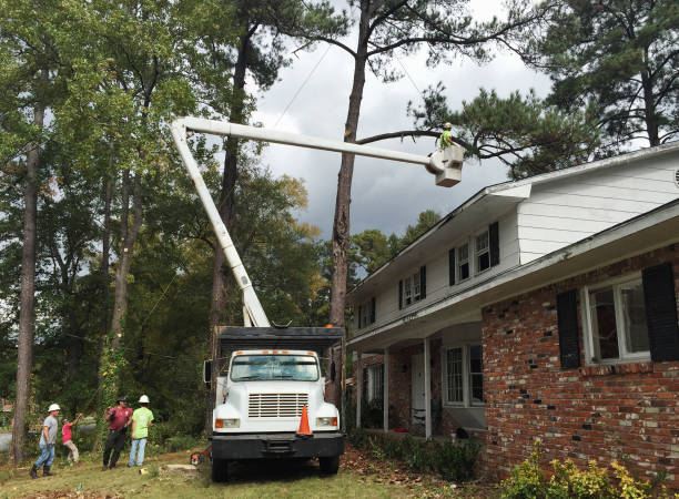 Best Fruit Tree Pruning  in Bermuda Dunes, CA