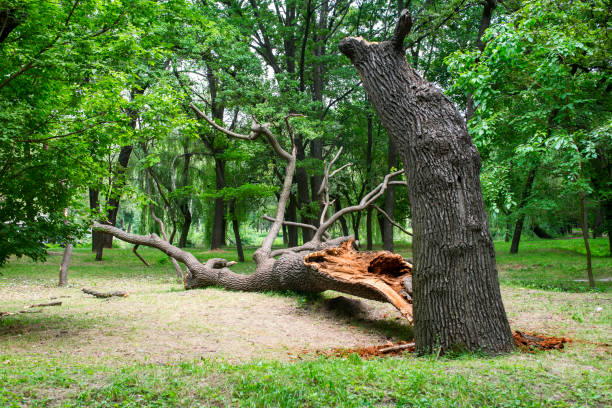 Best Tree Preservation Services  in Bermuda Dunes, CA