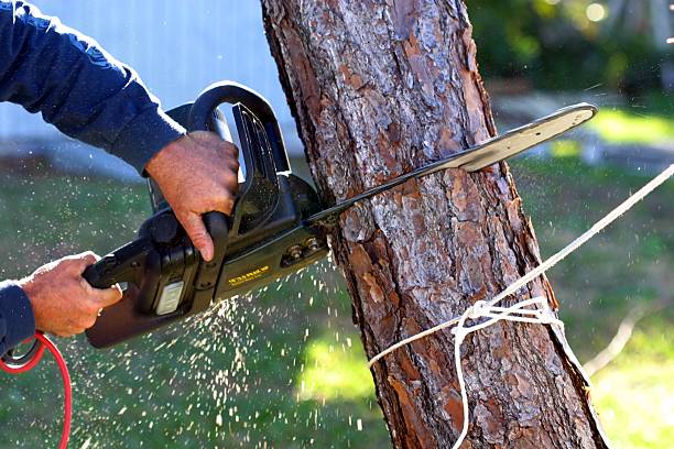 How Our Tree Care Process Works  in  Bermuda Dunes, CA