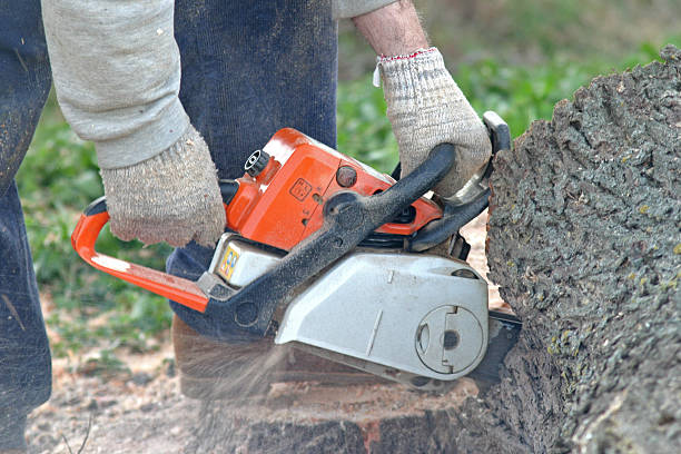 Best Lawn Pest Prevention  in Bermuda Dunes, CA