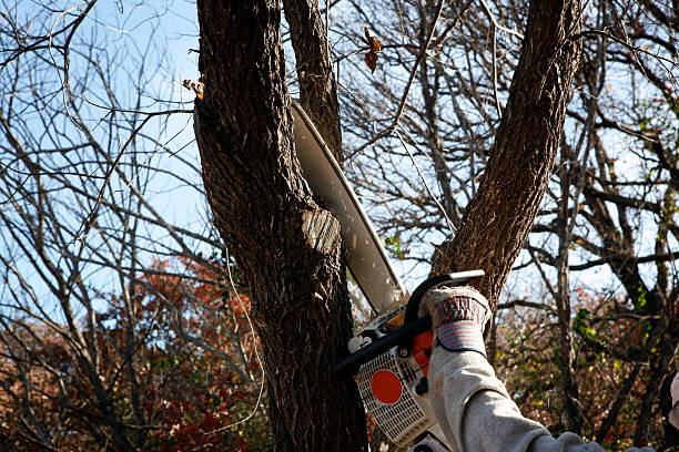 Best Tree Maintenance Programs  in Bermuda Dunes, CA