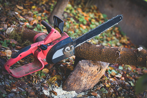 Best Tree Cabling and Bracing  in Bermuda Dunes, CA