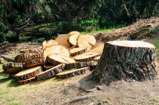 Best Utility Line Clearance  in Bermuda Dunes, CA